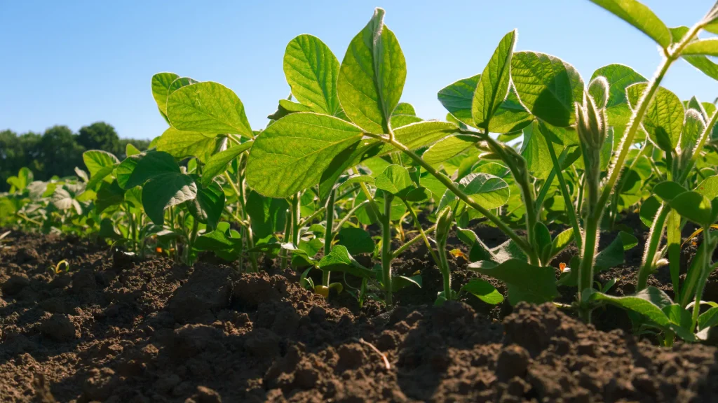Les isoflavones sont naturellement présentes dans le soja Jeunes plants de soja aux feuilles vertes dans un champ ensoleillé.