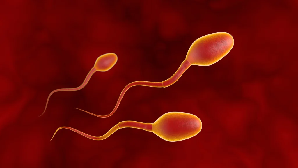 Le rôle du sélénium dans la fonction reproductive masculine Illustration de spermatozoïdes accompagnant l’analyse du rôle du sélénium dans la fertilité masculine.